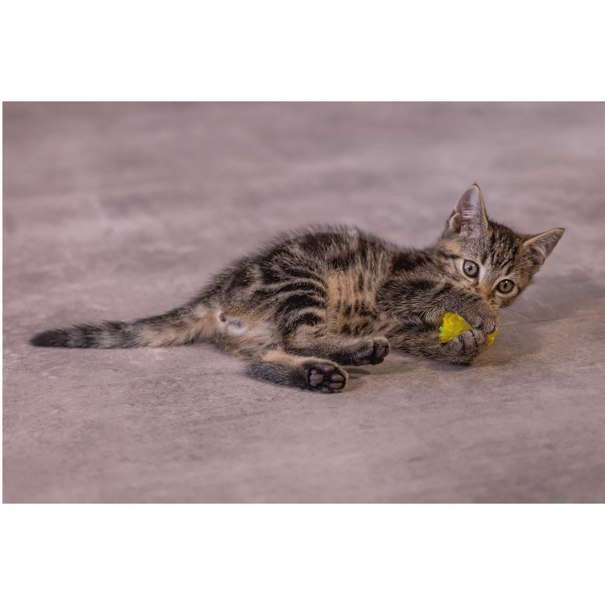 I IGRAČKA ZA MAČKE KITTEN CRINKLE 5cm - 4 kom - Slika 4