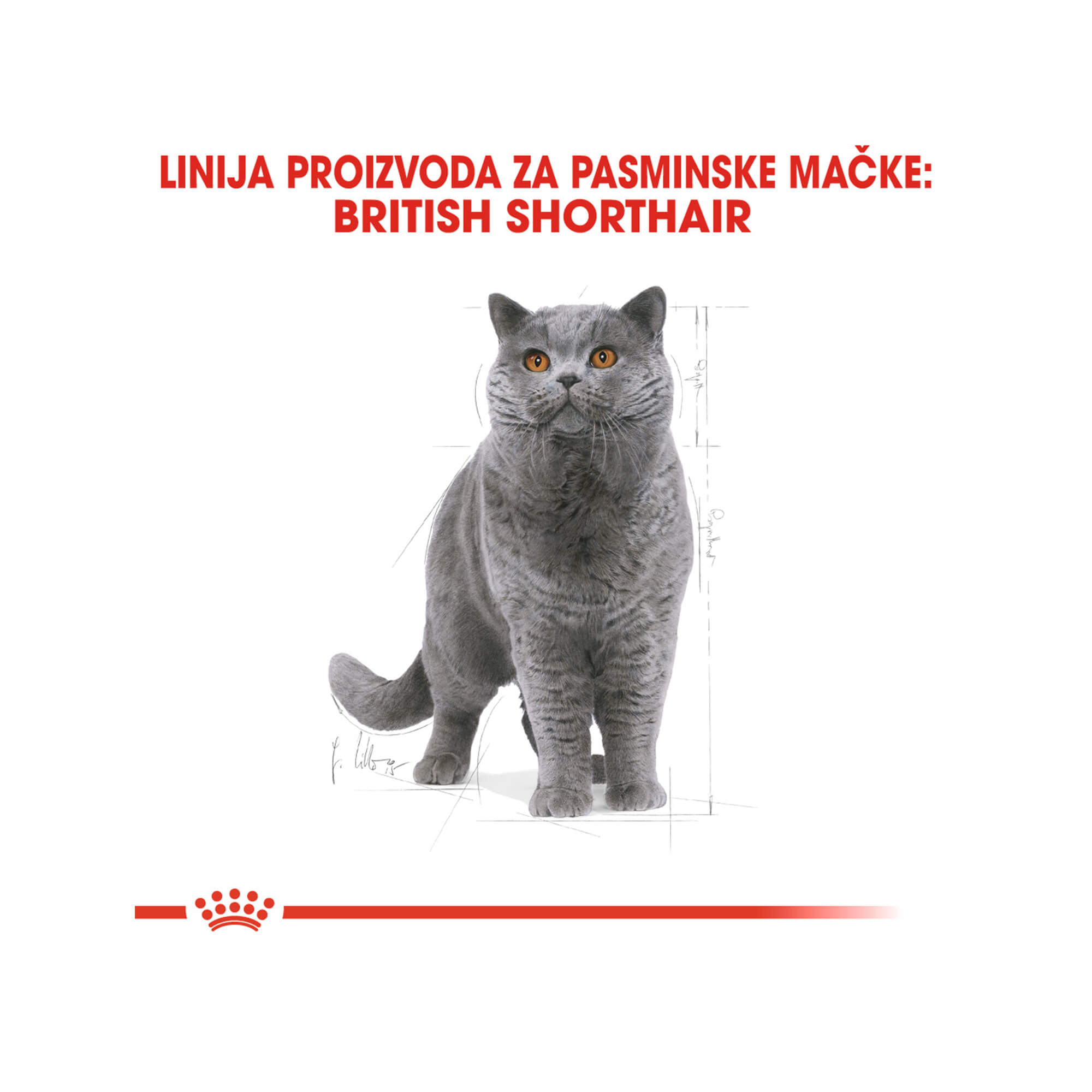 ROYAL CANIN FBN BRITISH SHORTHAIR 400g - Slika 2